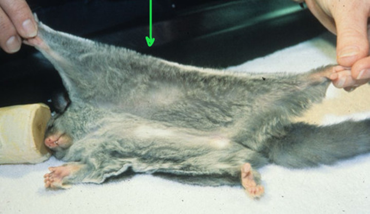<p>A _________________________ is a sugar glider's gliding membrane. It is quite large extending from their forefoot to ankle.</p>