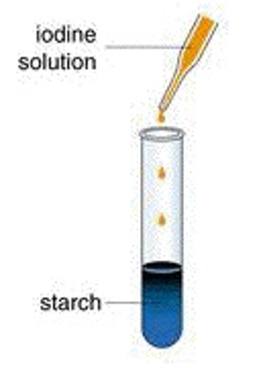<p>Steps:</p><p>1. Obtain sample with expected trace of starch</p><p>2. Dissolve in solvent eg: ethanol or water</p><p>3. Add iodine solution to test for starch</p><p>Results: Starch causes iodine solution to turn blue-black</p>