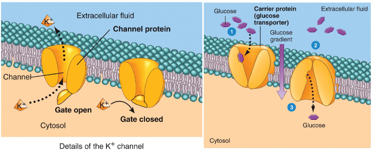 <ul><li><p><span style="font-family: sans-serif; color: rgb(255, 255, 255)">Small channels (0.8 nm in diameter) exist in the membrane. Small ions and molecules may diffuse through via these channels.</span></p></li><li><p><strong>Facilitated by Protein Channels</strong>: The protein channels facilitate the transport of polar or charged substances, which cannot easily pass through the hydrophobic lipid bilayer of the cell membrane</p></li><li><p><span style="font-family: sans-serif; color: rgb(255, 255, 255)">Certain factors influence diffusion rate:</span></p><ul><li><p><span style="font-family: sans-serif; color: rgb(255, 255, 255)">size &amp; charge of ion</span></p></li><li><p><span style="font-family: sans-serif; color: rgb(255, 255, 255)">size of hydration sphere</span></p></li><li><p><span style="font-family: sans-serif; color: rgb(255, 255, 255)">interactions between the ion and channel wall</span></p><p><span style="color: rgb(255, 255, 255)"><br></span></p></li></ul></li></ul><p></p>