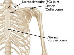 <p>• Sternum and first costal cartilage (SC Joint)</p><p>• Acromion process (AC Joint)</p>