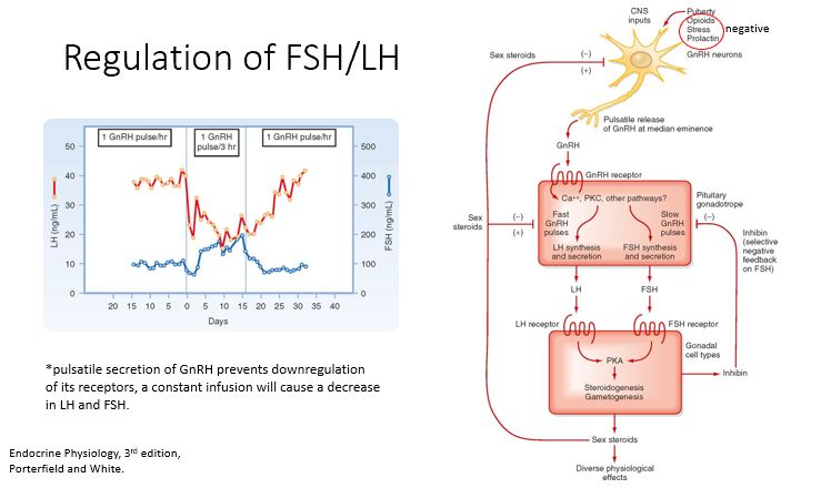 <p>Pathway:</p><ol><li><p><strong>GnRH released </strong>from median eminence/anterior pituitary (in pulses)</p><ol><li><p>A continuous infusion will result in the downregulation of LH and FSH secretion.</p></li></ol></li><li><p>Depending on pulses,<strong> FSH or LH will be produced more</strong> (FSH when less frequent, LH when more frequent)</p></li><li><p><strong>FSH and LH produce sex steroids</strong></p><ol><li><p><strong>Negative feedback </strong>on anterior pituitary &amp; hypothalamus</p></li></ol></li></ol><p></p>