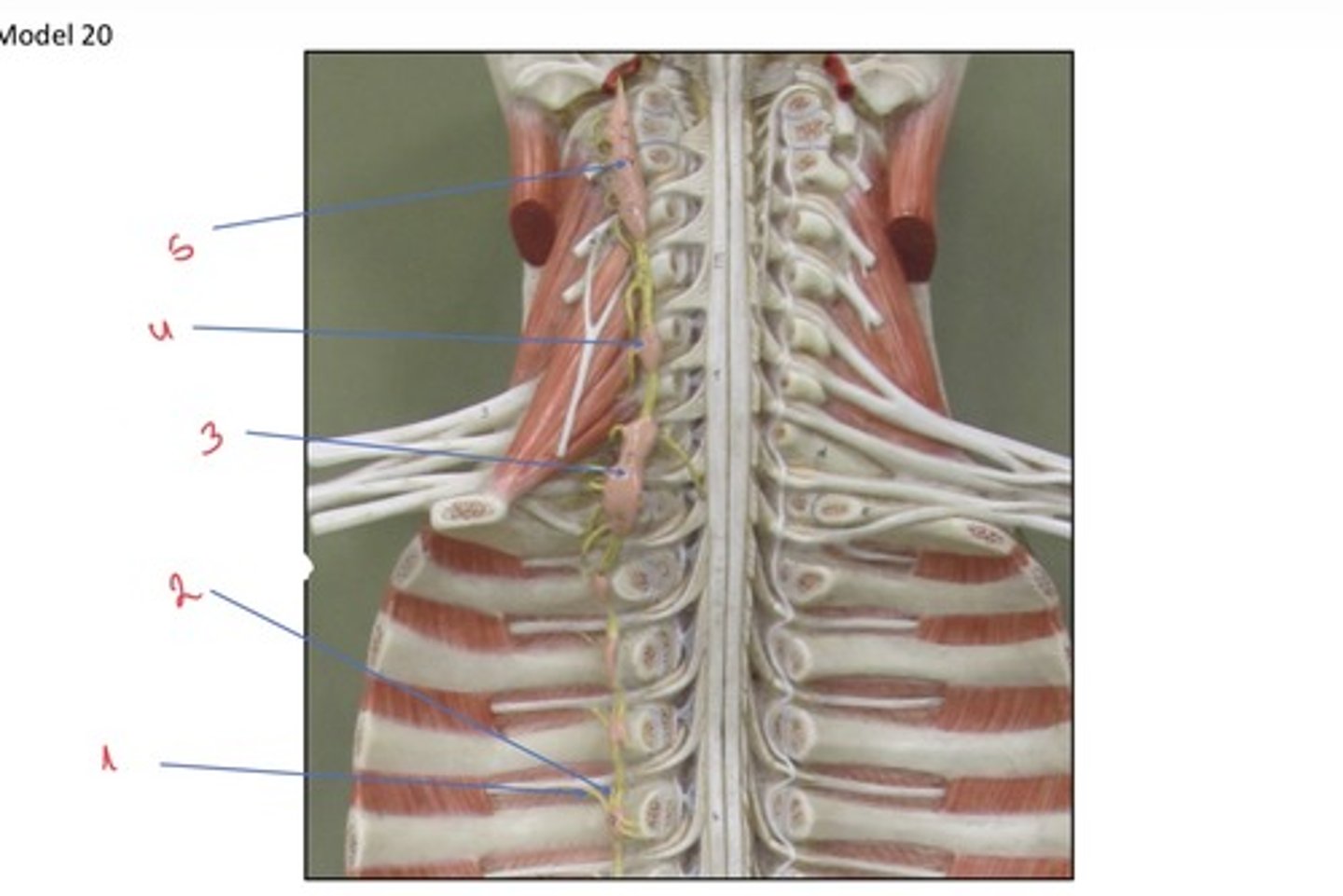 <p>Wat wordt er aangeduid met 3</p>