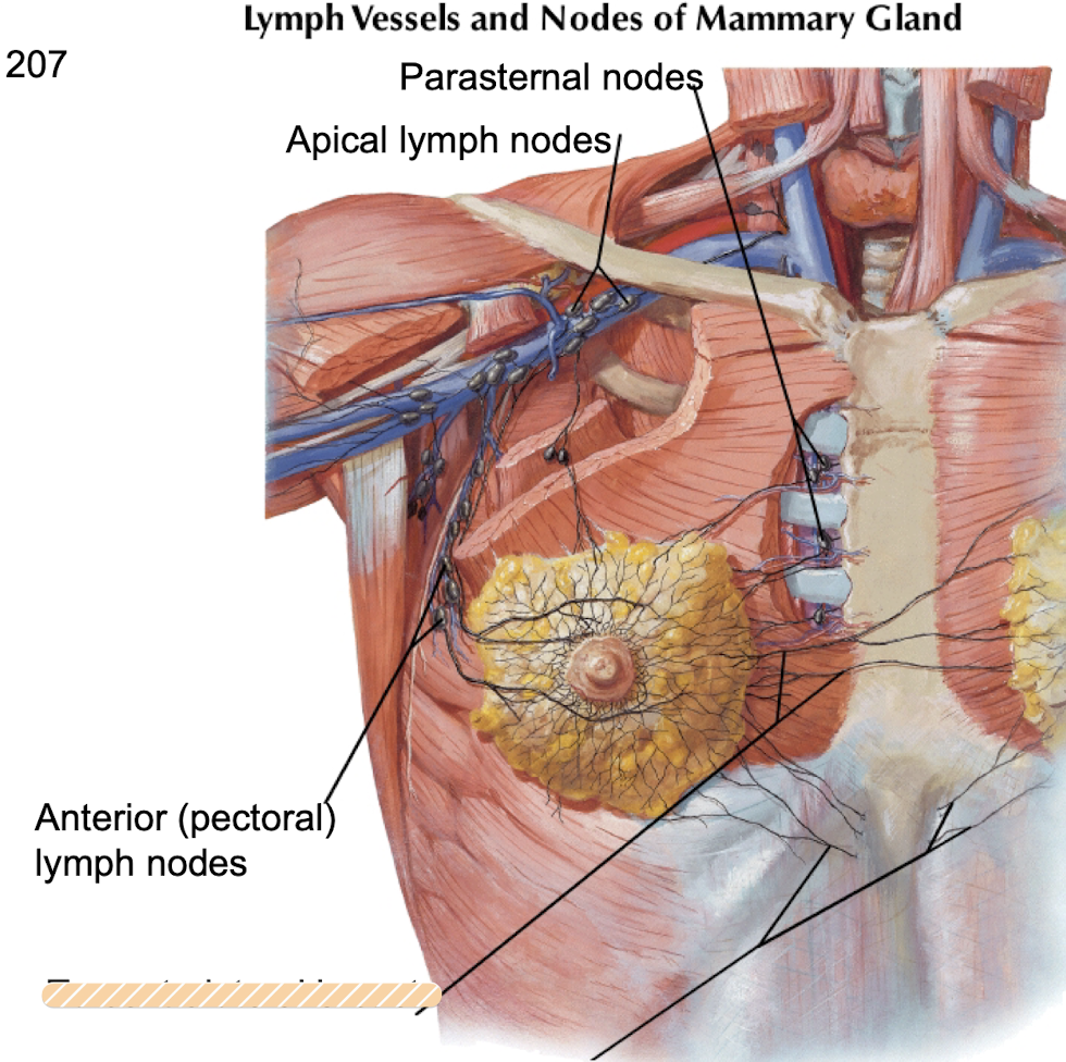 <p><strong>Medial</strong> <strong>quadrants</strong> of breast drain into _________ by <strong>crossing midline</strong></p>