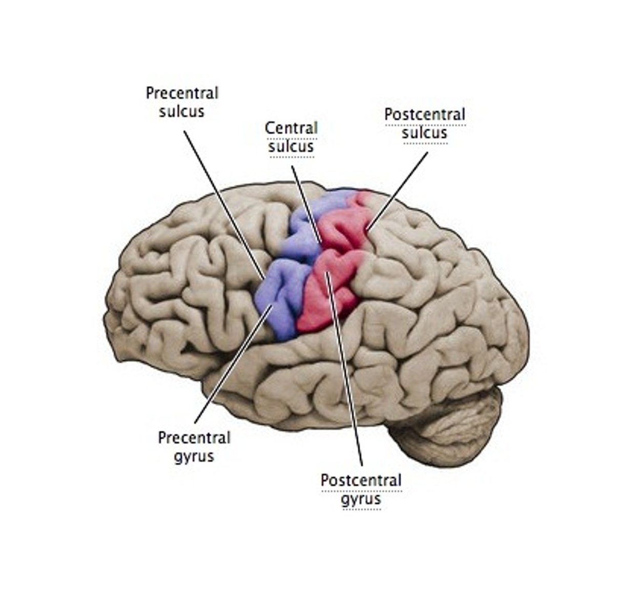 <p>- Frontal Lobe</p><p>- Primary Motor Cortex</p><p>- Topographical Organization (map) of Muscles</p><p>Controls voluntary movement</p><p>- Crossing: One hemisphere controls the opposite side of the body</p>
