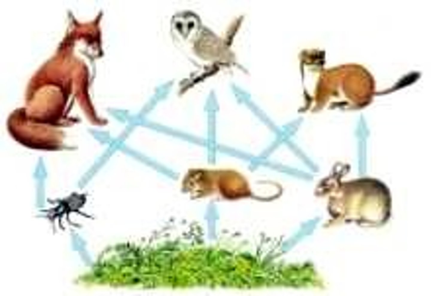 <p>the reliance of every form of life on other living things and on the natural resources in its environment, such as air, soil and water</p>