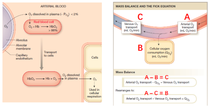 <p>Only dissolved O2 can be utilized by body: </p><p>98% of oxygen transported in RBCs via hemoglobin (Hb)</p><p>2% dissolved in plasma (increases w/ temp)</p><p>270 million Hb per RBC</p><p></p><p>Mass balance: Arterial O2 transport - venous O2 transport = cellular oxygen consumption</p>
