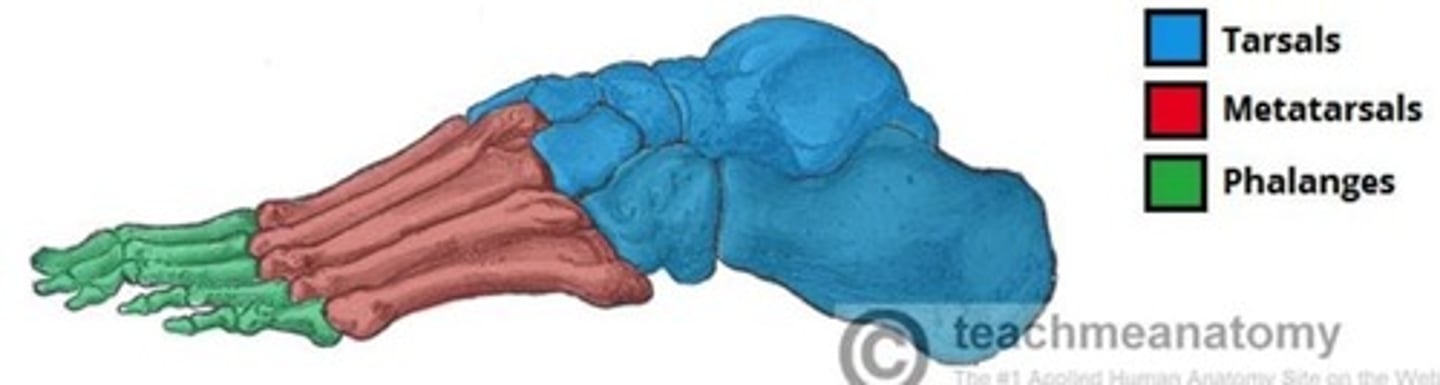 <p>Hindfoot - talus and calcaneus.</p><p>Midfoot - navicular, cuboid and cuneiforms.</p><p>Forefoot - metatarsals and phalanges.</p>