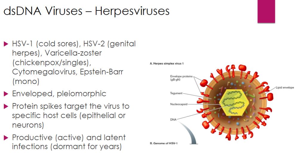 <p>We now turn our attention to some important dsDNA viruses of eukaryotes, beginning with herpesviruses, which include some familiar human pathogens (table 18.2). Herpesvirus virions are 150 to 200 nm in diameter, somewhat pleomorphic, and enveloped with spikes regularly dispersed over the surface. The envelope surrounds a layer of proteins called the tegument (Latin tegumentum, to cover), which in turn surrounds the nucleocapsid. Herpesvirus genomes are linear, about 125 to 295 kilobase pairs (kb) long, and encode 70 to over 200 proteins. When herpesviruses target cells of vertebrate hosts, some bind to epithelial cells, others to neurons. Host cell selection is mediated by the binding of envelope spikes to specific host cell surface receptors. -Herpesviruses cause both productive infections and latent infections. In a productive infection, the virus multiplies explosively; between 50,000 and 200,000 new virions are produced from each infected cell. As the virus multiplies, the host cell&apos;s metabolism is inhibited and the host&apos;s DNA is degraded. As a result, the cell dies. The first exposure to a herpesvirus usually causes this type of infection. Some of the cells infected in the initial infection develop a latent infection. During the latent infection, virions cannot be detected. However, the virus can be reactivated in the host cells, leading to another productive infection. The viral genome remains in the host cell after reactivation; thus once infected, the host may experience repeated productive infections.</p>