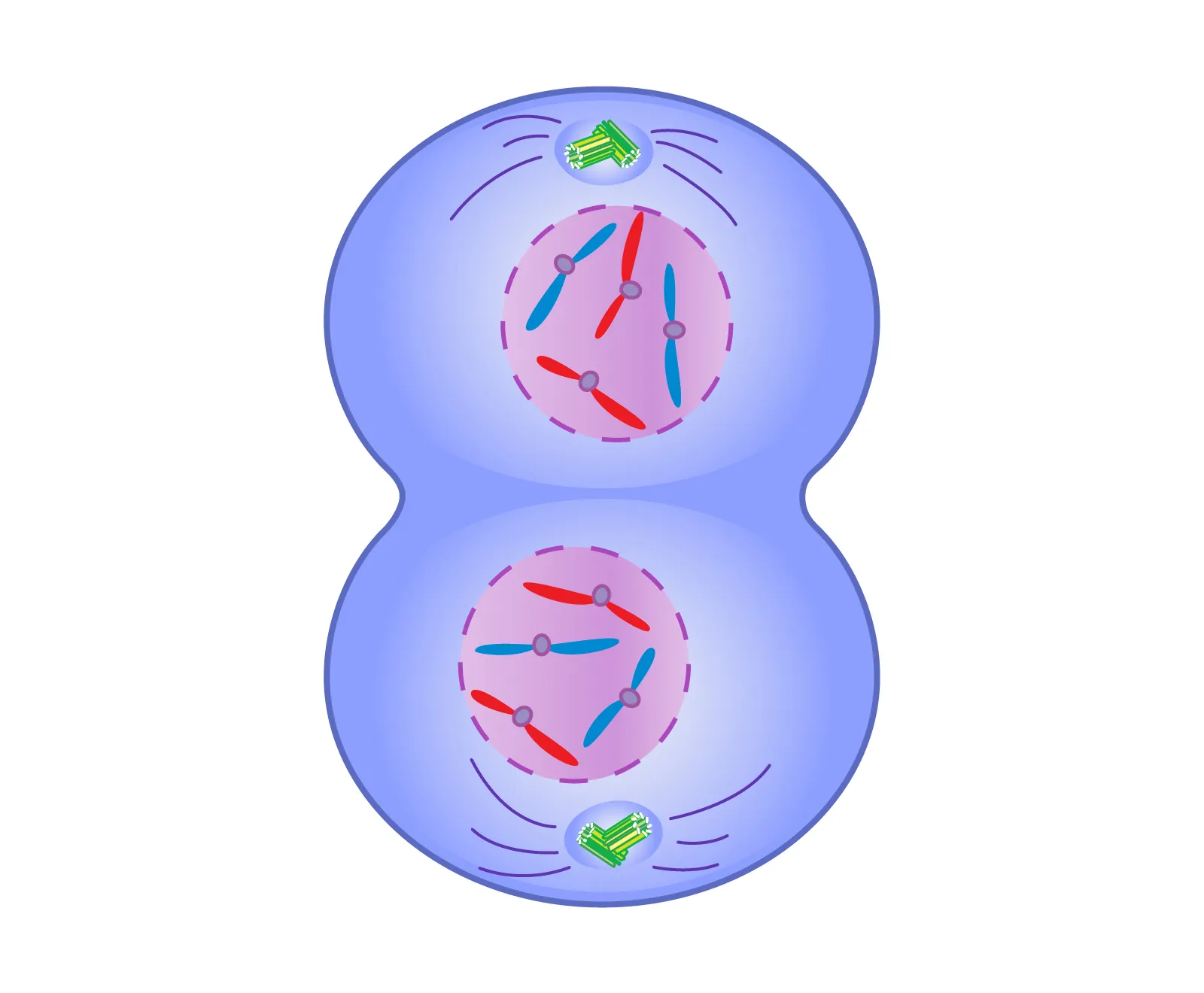 <ul><li><p>Chromosomes dissolve. </p></li><li><p>Nuclear envelopes re-form around both sets of chromosomes.</p></li></ul>