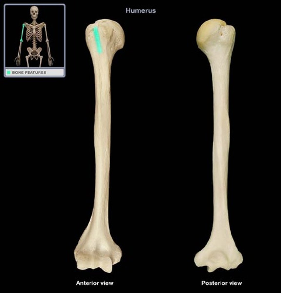 <p>AKA intertubercular groove; a longitudinal groove betweent he tubercles; contains the tendon of the long head of the biceps brachii muscle</p>