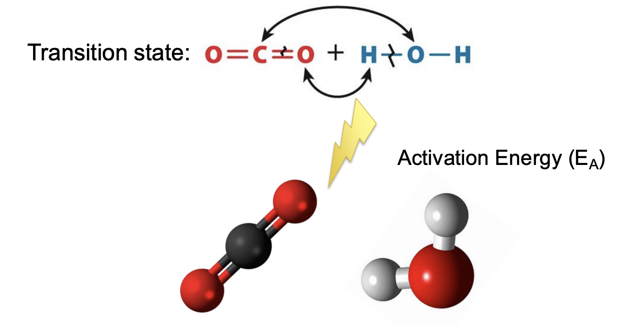 <ul><li><p><span style="background-color: inherit; line-height: 19.55px; color: windowtext;"><span>New compound forming -> brief transition state where old bonds are breaking and new bonds are forming</span></span><span style="line-height: 19.55px; color: windowtext;"><span> </span></span></p></li><li><p class="Paragraph SCXO85117905 BCX0" style="text-align: left;"><span style="background-color: inherit; line-height: 19.55px; color: windowtext;"><span>Transition state (unstable) -> has lots of free energy</span></span><span style="line-height: 19.55px; color: windowtext;"><span> </span></span></p></li><li><p class="Paragraph SCXO85117905 BCX0" style="text-align: left;"><span style="line-height: 19.55px; color: windowtext;"><span>highest free energy value = transition state</span></span></p></li><li><p class="Paragraph SCXO85117905 BCX0" style="text-align: left;"><span style="background-color: inherit; line-height: 19.55px; color: windowtext;"><span>Example</span></span><span style="line-height: 19.55px; color: windowtext;"><span> </span></span></p><ul><li><p class="Paragraph SCXO85117905 BCX0" style="text-align: left;"><span style="background-color: inherit; line-height: 19.55px; color: windowtext;"><span>Carbonic acid formation from CO2 and water</span></span><span style="line-height: 19.55px; color: windowtext;"><span> </span></span></p></li><li><p class="Paragraph SCXO85117905 BCX0" style="text-align: left;"><span style="background-color: inherit; line-height: 19.55px; color: windowtext;"><span>Both reactants are most stable than transition state</span></span><span style="line-height: 19.55px; color: windowtext;"><span> </span></span></p></li><li><p class="Paragraph SCXO85117905 BCX0" style="text-align: left;"><span style="background-color: inherit; line-height: 19.55px; color: windowtext;"><span>Reaction requires input of energy to reach the transition state (EA)</span></span><span style="line-height: 19.55px; color: windowtext;"><span> </span></span></p><ul><li><p class="Paragraph SCXO85117905 BCX0" style="text-align: left;"><span style="background-color: inherit; line-height: 19.55px; color: windowtext;"><span>Need energy to put it two work</span></span><span style="line-height: 19.55px; color: windowtext;"><span> </span></span></p></li></ul></li></ul></li></ul><p></p>