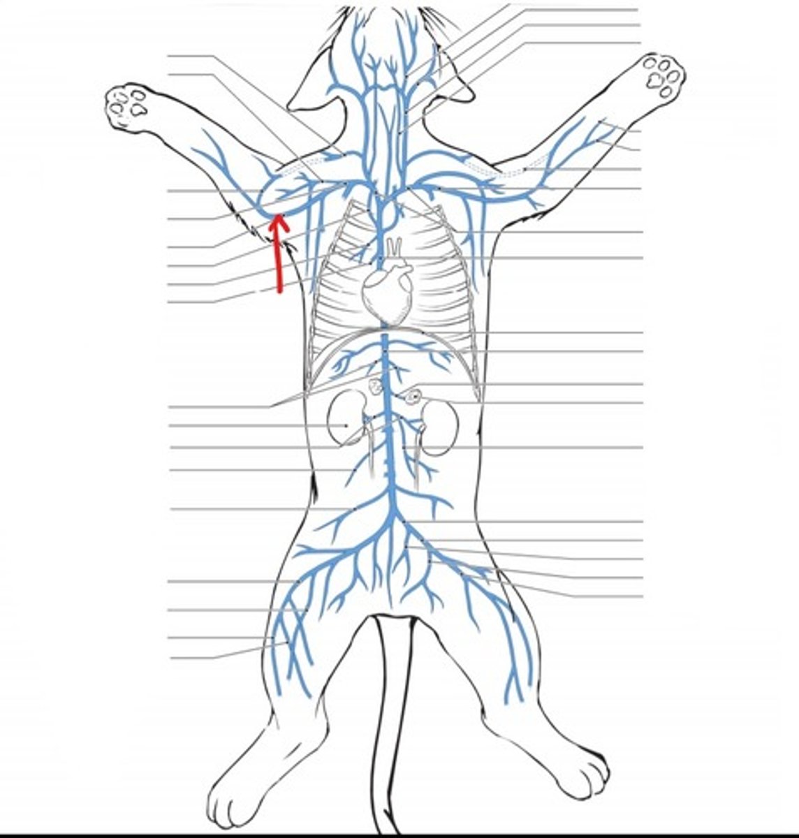 <p>identify the vein</p>