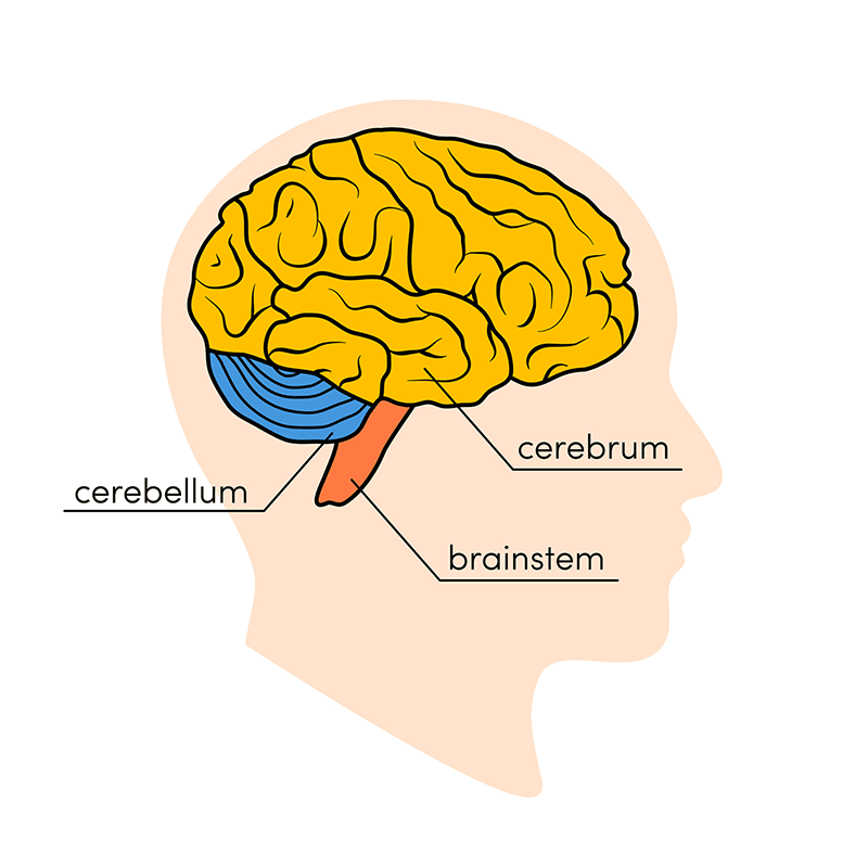 <p>cerebrum</p><p>cerebellum</p><p>brain stem </p>