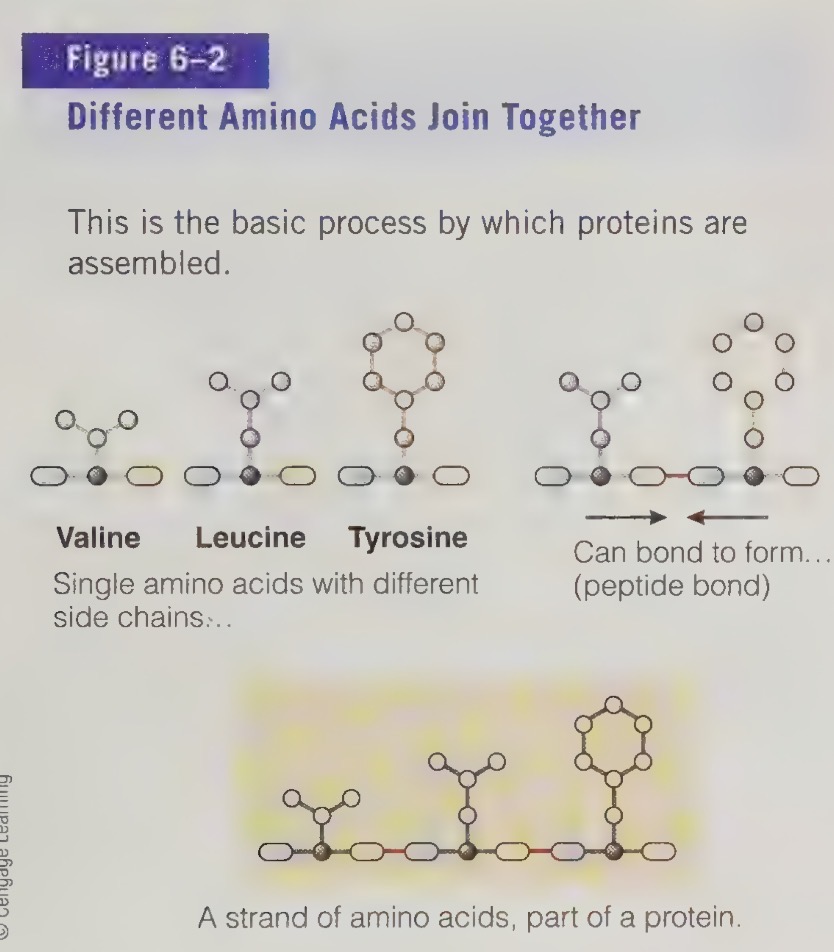 <ul><li><p>peptide bonds </p></li></ul><p></p>