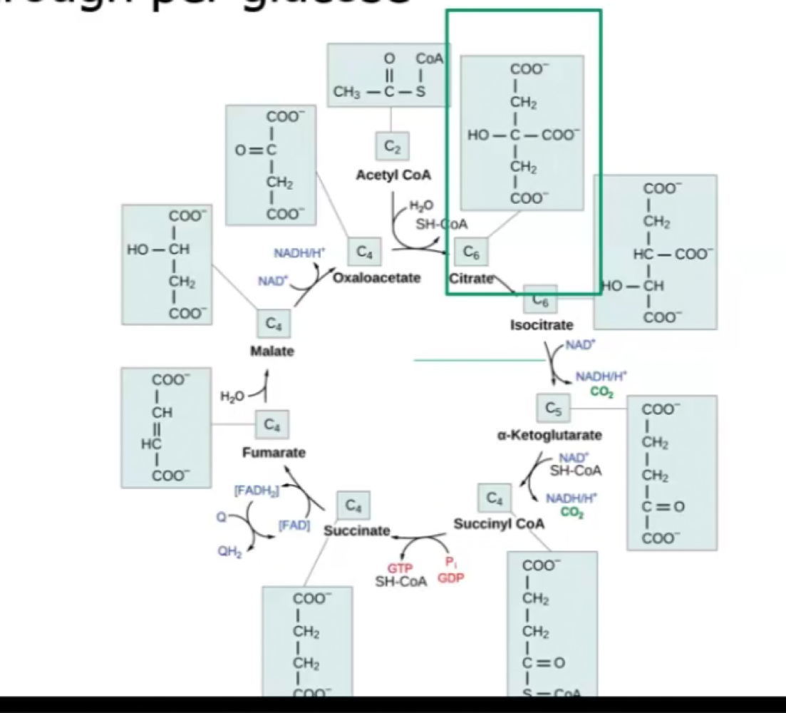 Reactions in the mitochondrial matrix that break down and reform citric acid