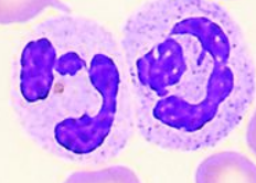 Neutrophils