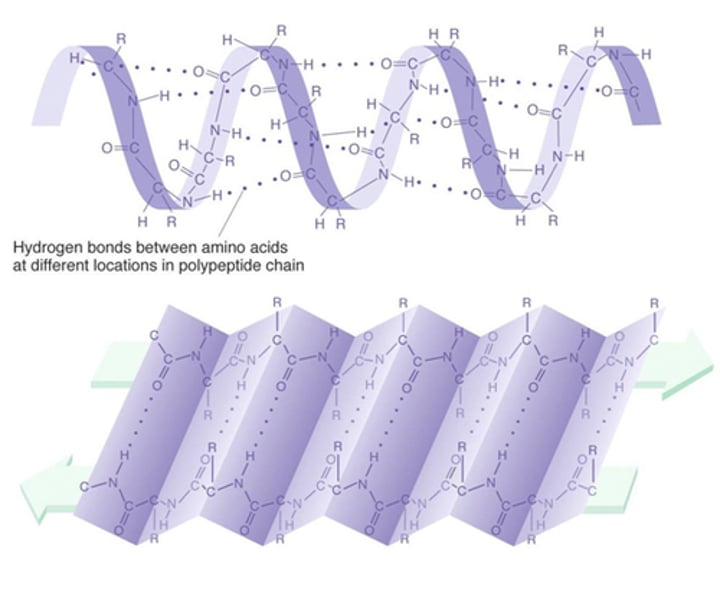 <p>Consists of coils and folds in polypeptide chain; alpha helix or beta pleated sheet, result of hydrogen bond from polypeptide backbone</p>