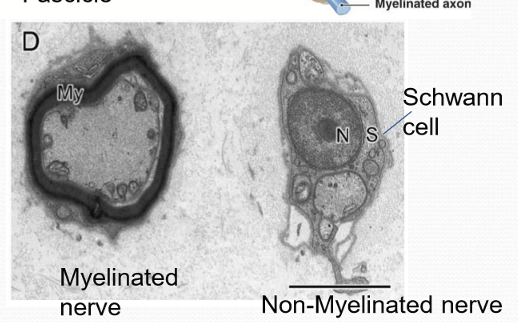 <p>No, they are not, but still retain schwann cell</p>