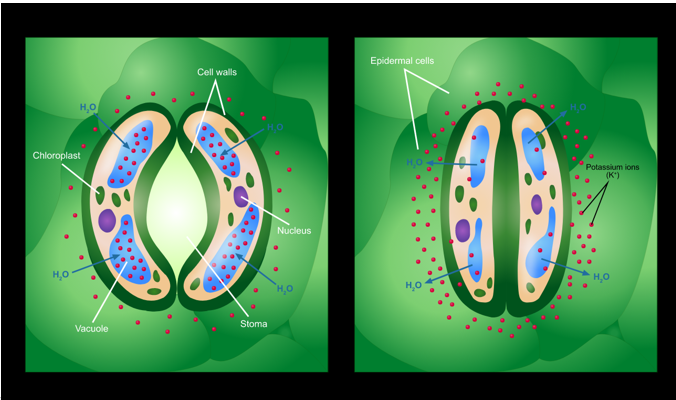 <p>Small holes located on the underside of the leaves to allow for the exchange of gases. Water also evaporates through the stomata.</p>