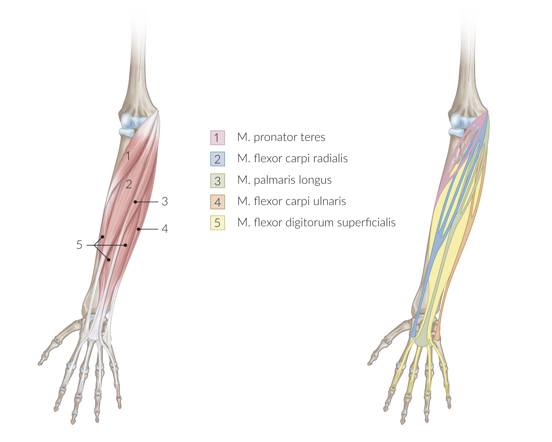 <p>D. Flexion at the proximal wrist joint</p>