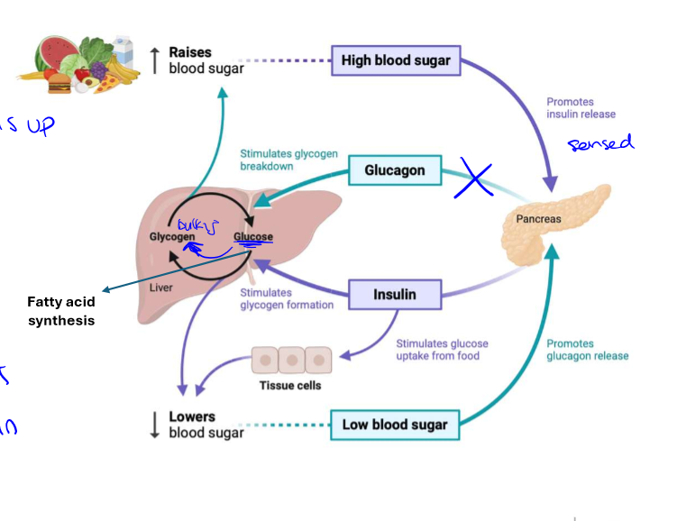 <p>glycogen is bulky and requires water to store. to enhance storage of glucose, the body converts glucose (as liver fills up) to fatty acids that are more energy dense</p>