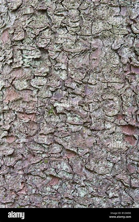 <p>sitka spruce bark</p>