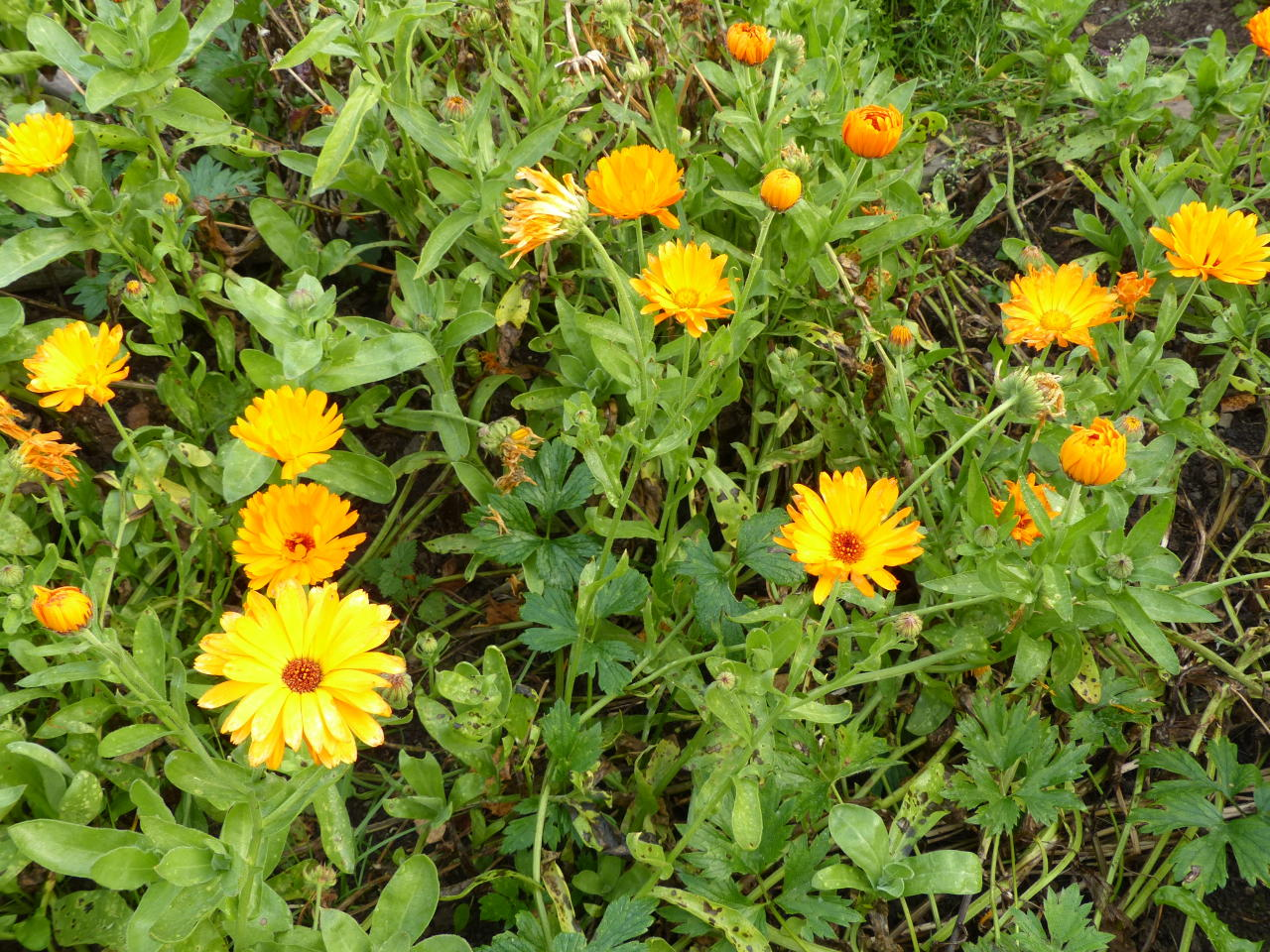 <p>Tarhakehäkukka</p>