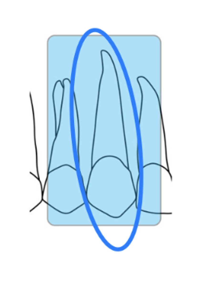 <p>size 1</p><p>mx canine</p>