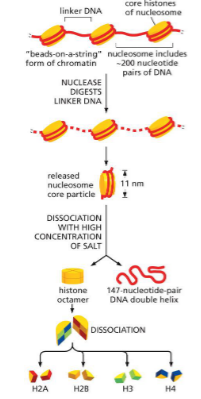 <ul><li><p>Small proteins rich in lysine and arginine — <span style="color: yellow;">positively charged</span></p></li><li><p><span style="color: rgb(167, 204, 255);">Matches with negative charge of DNA backbone</span></p></li></ul><p></p><ul><li><p>Made up of 4 parts</p><ul><li><p>8 polypeptides into dimers</p></li><li><p>dimers into 4 cores — <span style="color: red;">octamer</span></p></li></ul><p></p></li><li><p>One linker histone (H1)</p><ul><li><p>kinks loose DNA into tigher fold for chromatin fiber</p></li></ul></li></ul><p></p>