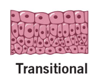 <p>This type of epithelium accommodates fluctuations in fluid volume and changes shape to increase surface area.</p>