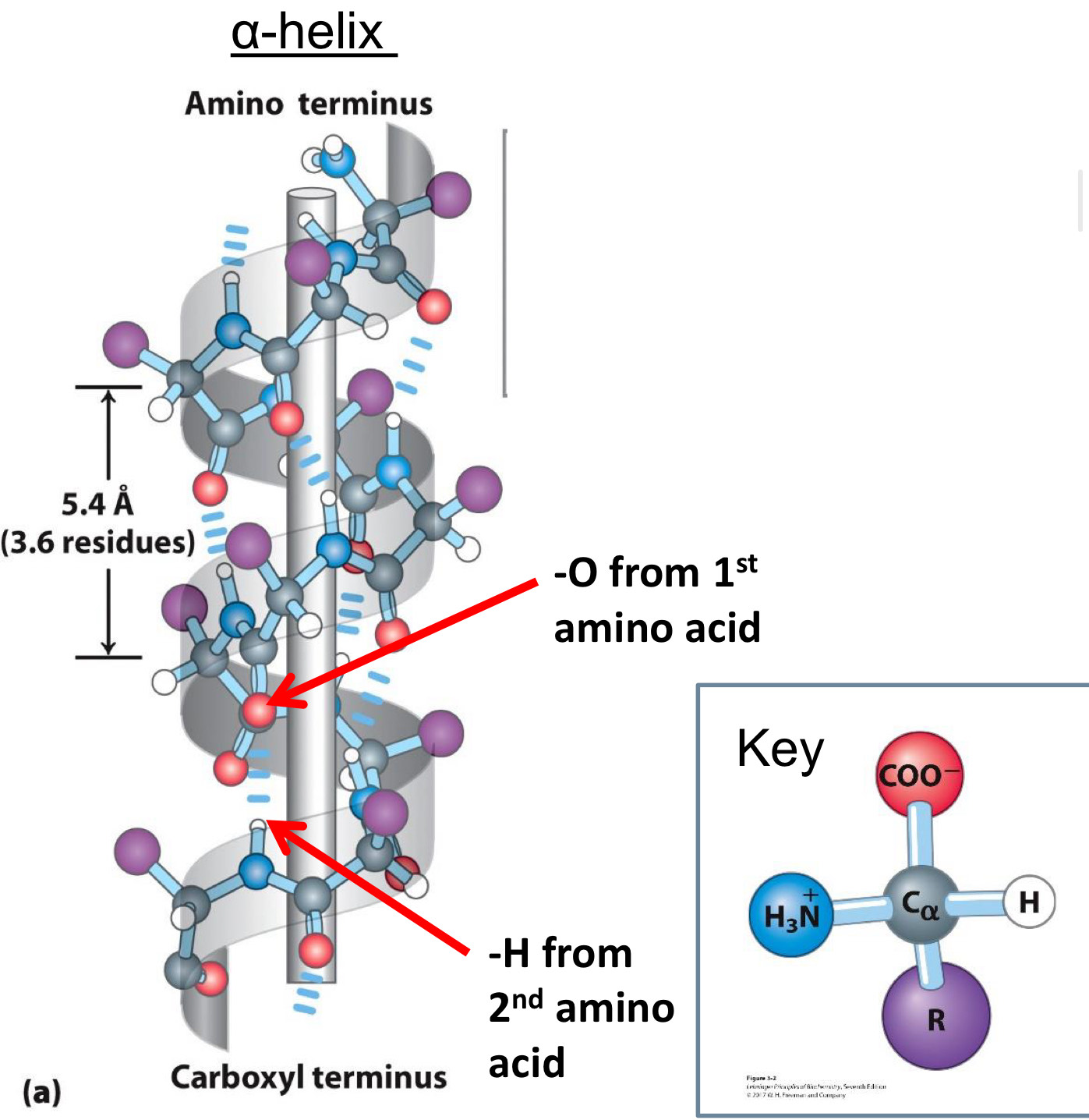 <p><span>alpha helices are common secondary structures</span></p>