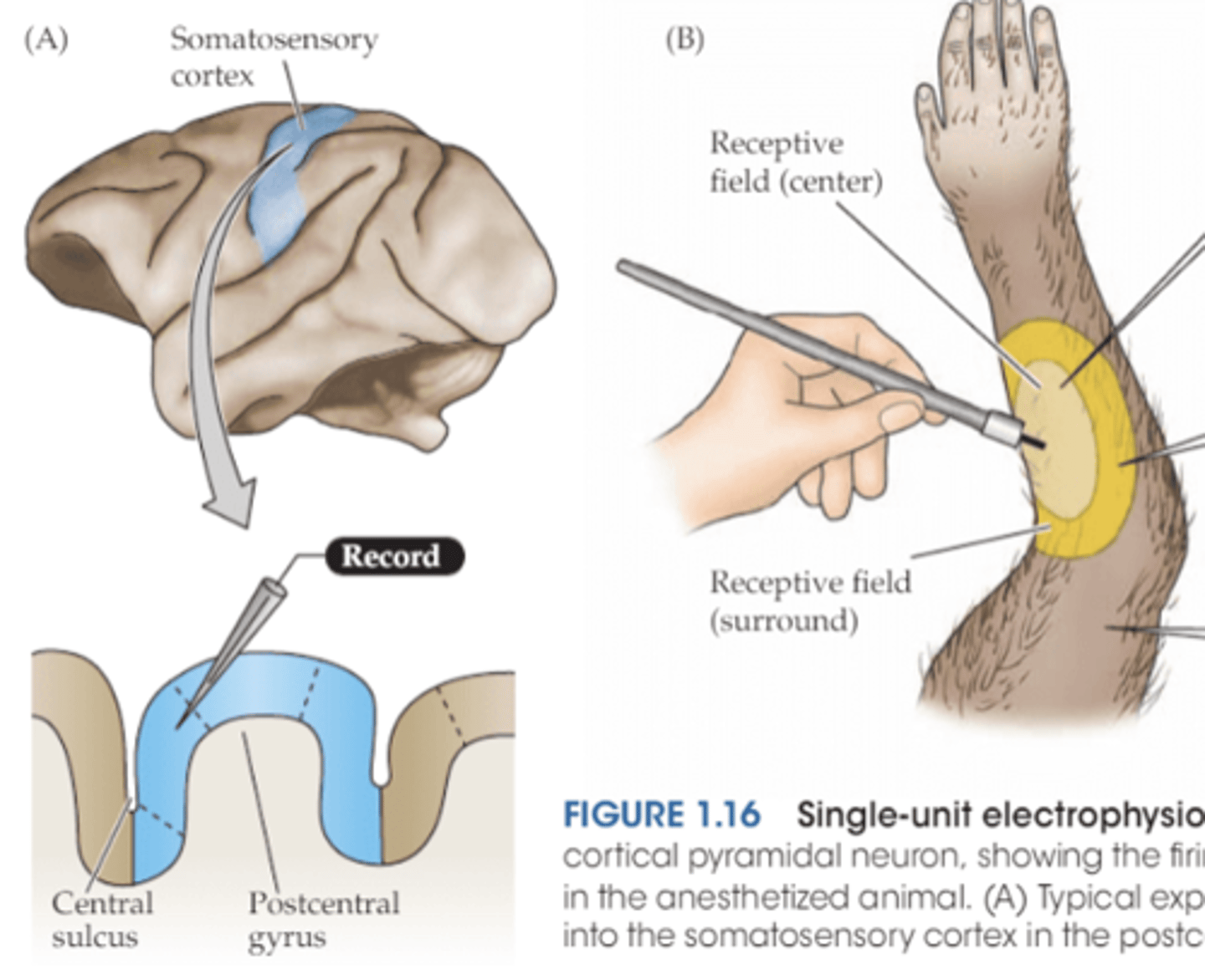 <p>You can map the neocortex using _______ or direct ______________</p>