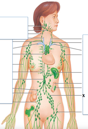 <p>Identify the structure labeled with "<strong>X</strong>"</p>
