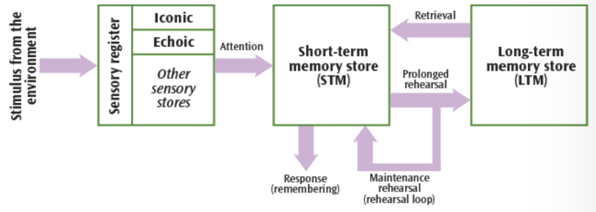 <p>Sensory register, STM, LTM</p>
