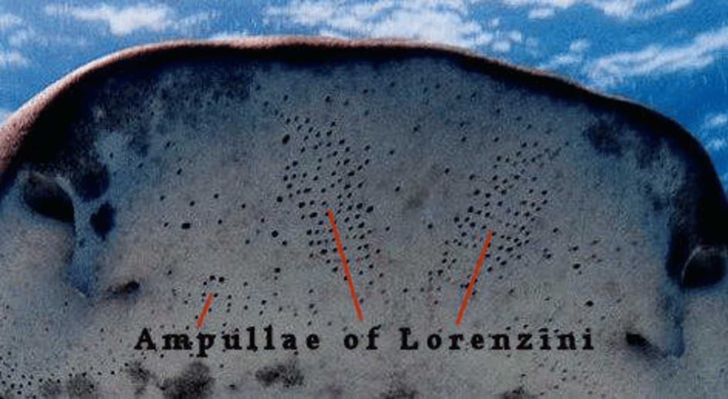 <p>Internal neuromast electroreceptive organs in sharks that detect electrical signals. Open to the surface by means of a long duct. Assists with hunting prey.</p>