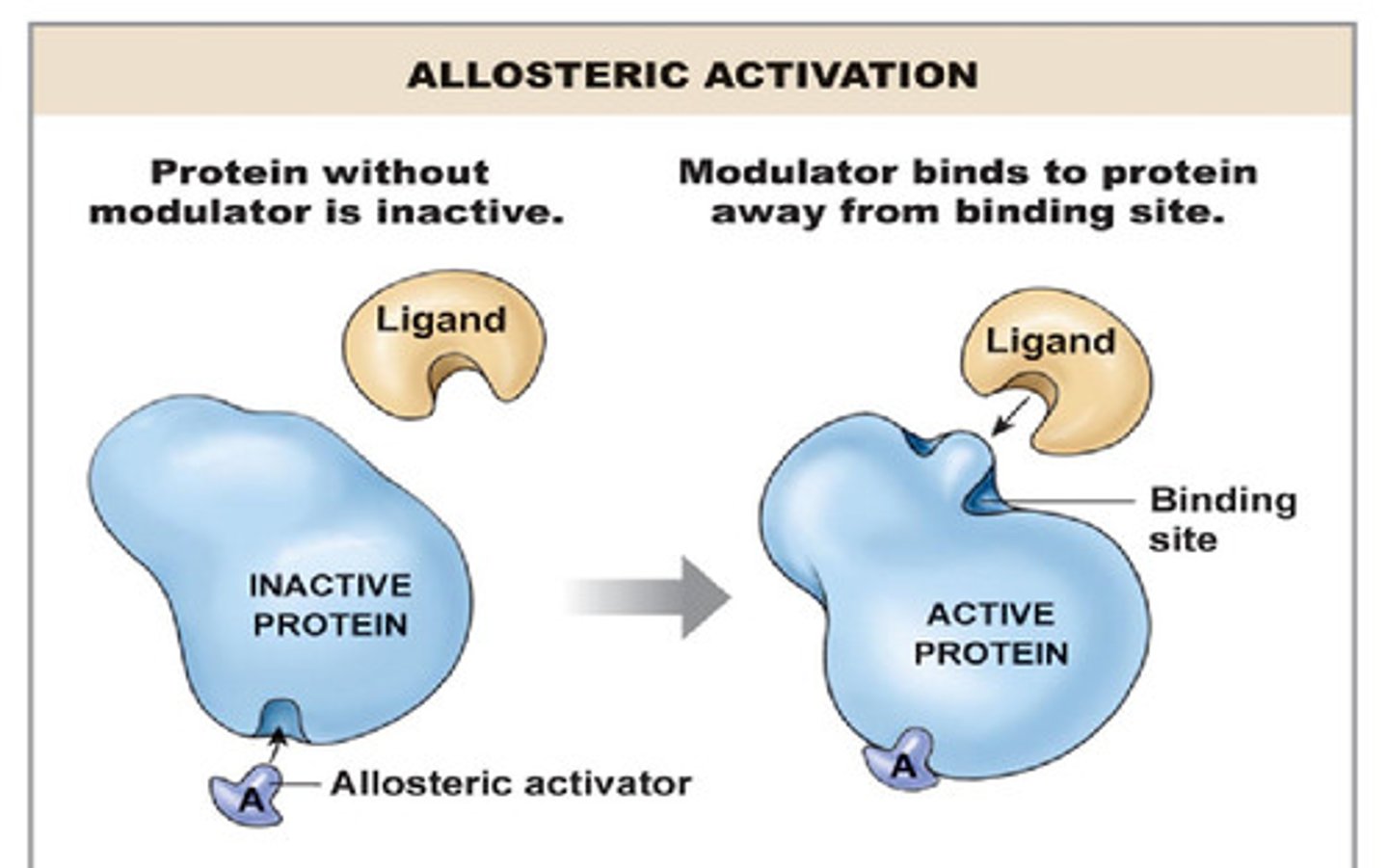 <p>A protein that binds to an operator or promoter region to enhance transcription and facilitate RNA polymerase binding.</p>