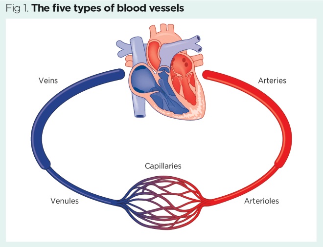 <ol><li><p>Heart → arteries</p></li><li><p>Arteries → arterioles</p></li><li><p>arterioles → capillaries</p></li><li><p>capillaries → venules</p></li><li><p>venules → veins</p></li><li><p>veins → heart</p></li></ol><p></p>