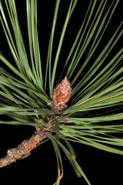<p><span><span>Evergreen needles, 2 1/2 to 5 inches long, with three twisted needles per fascicle, yellow-green to green.</span></span></p>