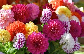 <p>A tuberous plant with bushy growth and large, colorful flowers ranging from small pom-poms to dinner-plate size.</p><p>-not good commercial plant</p>