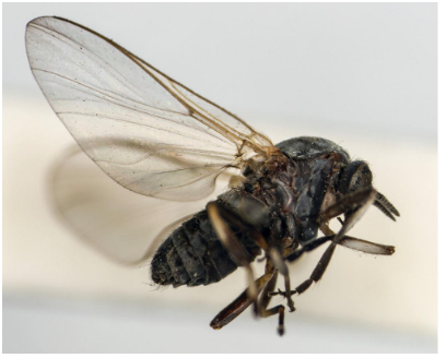 <p>Blackfly (Simulium).</p>