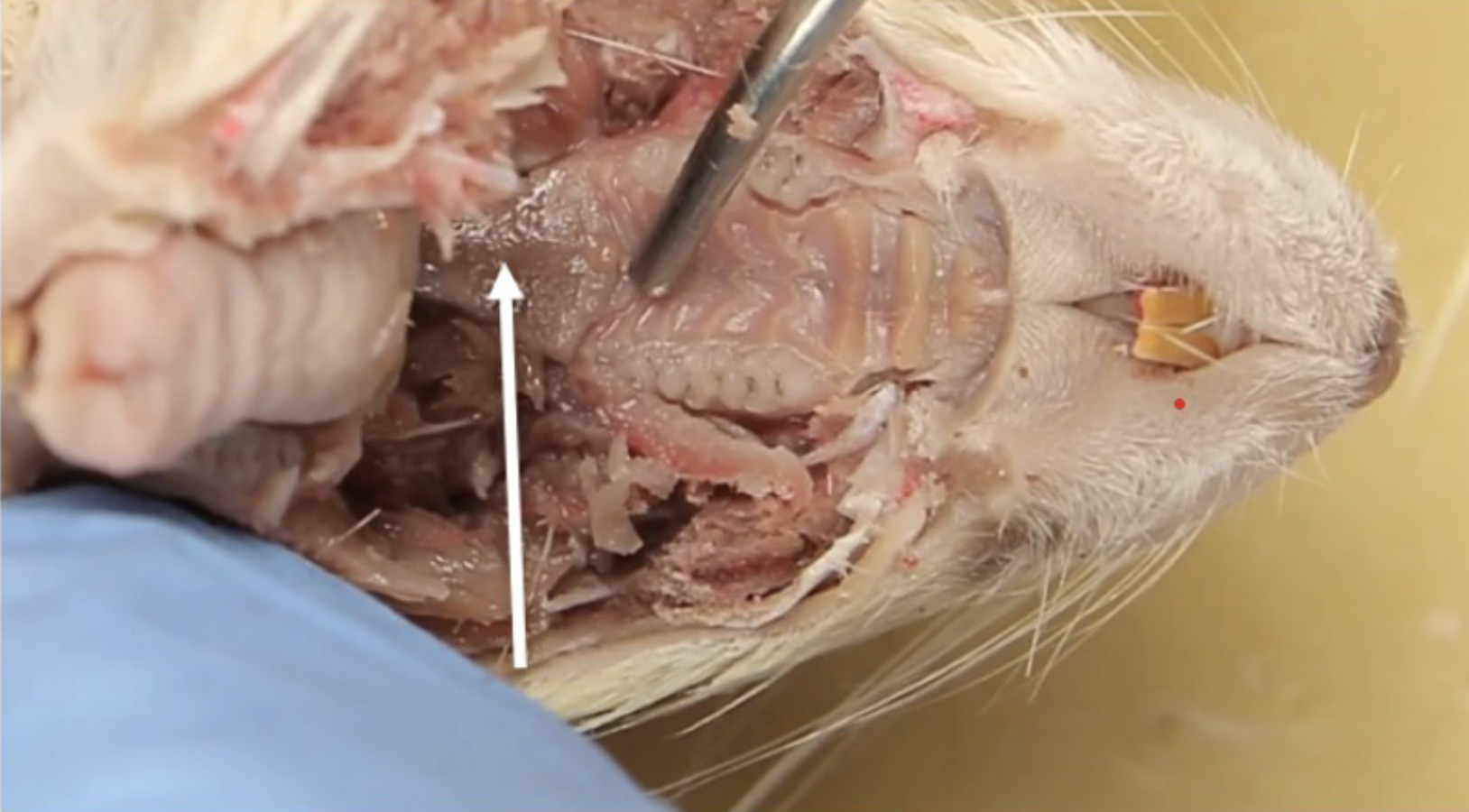 <p>What is this?</p>