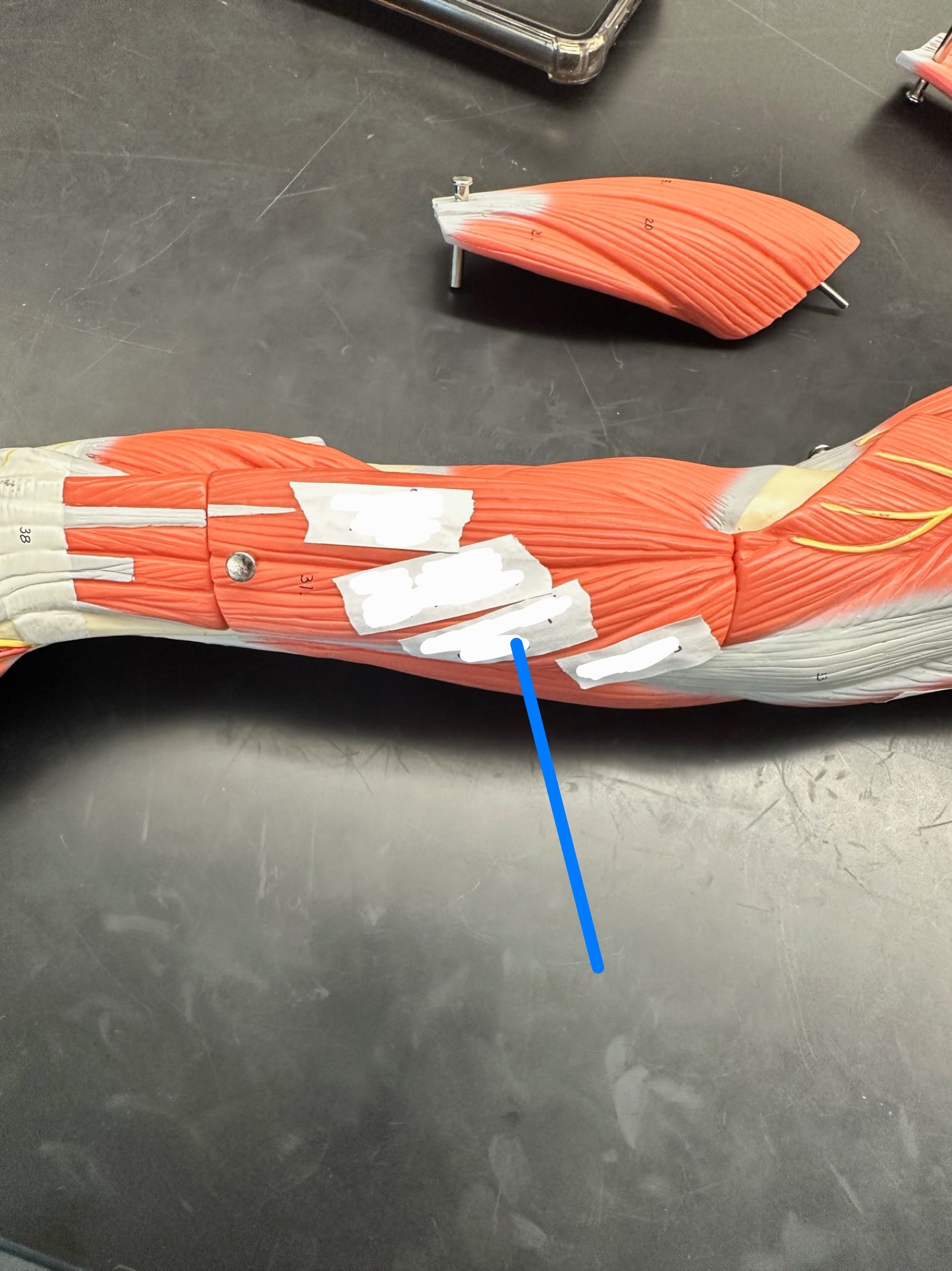 <p>ID muscle</p>