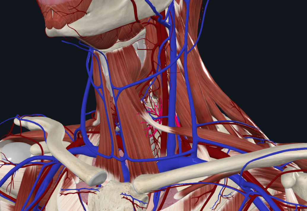 <p>What is highlighted in pink</p>