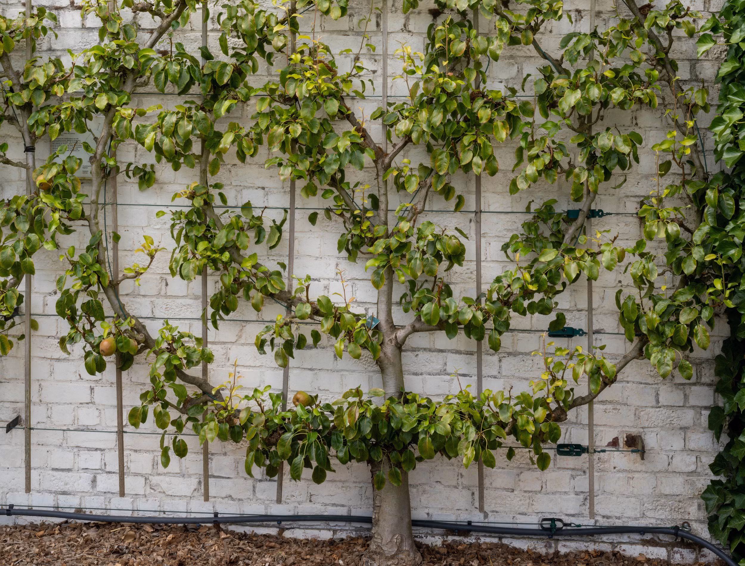 <p>Espalier</p>