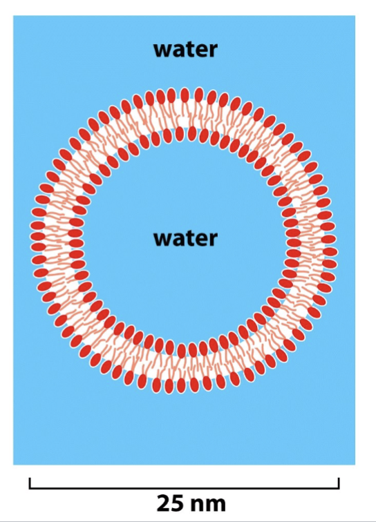 <ul><li><p>have a phospholipid bilayer and aqueous interior</p></li></ul><p></p>