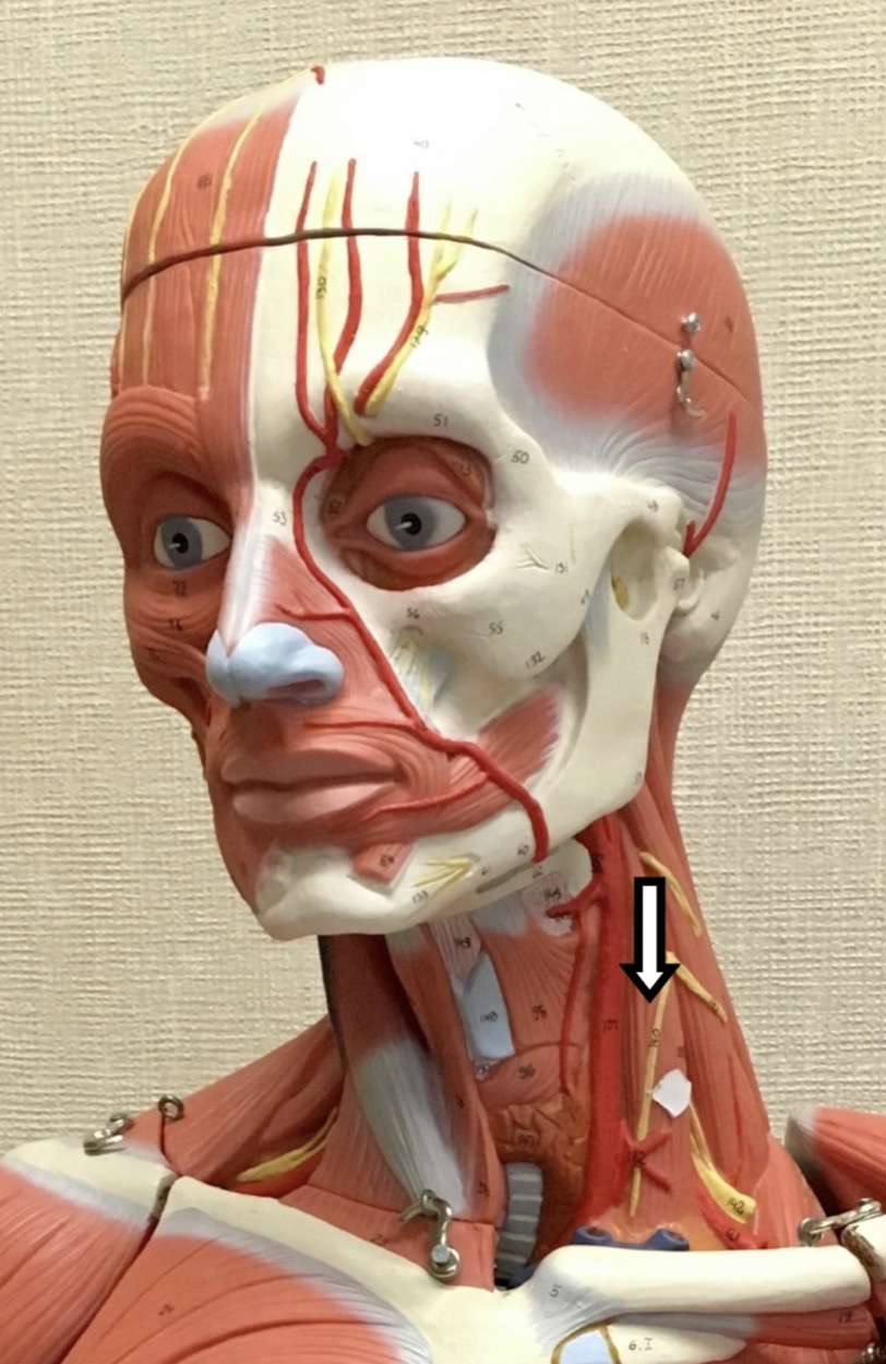 <p><span>Name the muscle labeled with the white arrow below AND name the origin .</span></p>