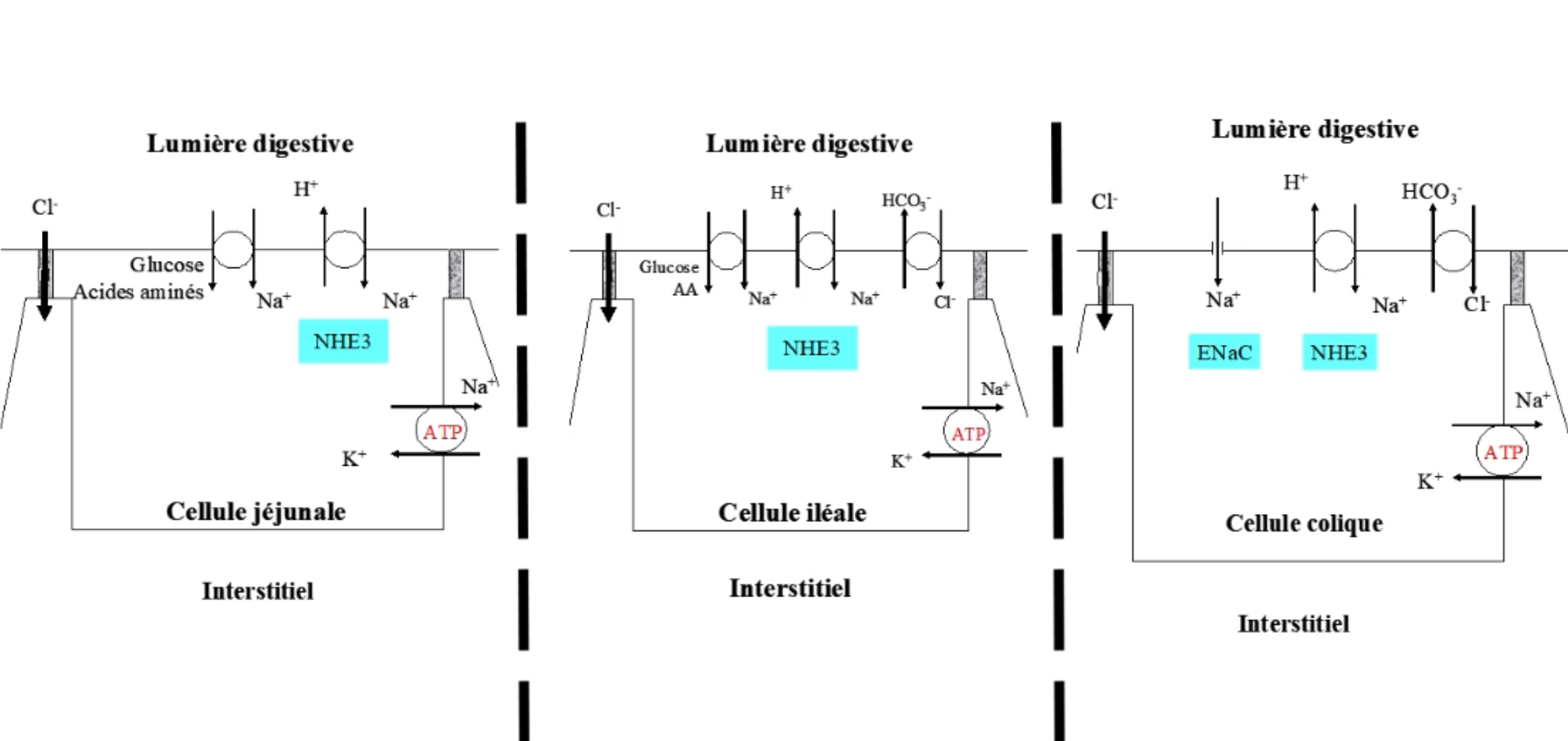 <p>Le sodium est bien absorbé par l'organisme (99%):</p><ul><li><p>Période post-prandiale: en même temps que les nutriments (après repas)</p></li><li><p>Périodes de jeûne: couplé au chlore ( distance des repas)</p></li></ul><p><span>L'absorption pour le sodium ce fait de manière transcellulaire (à travers les cellules): </span></p><ul><li><p><span>L'absorption a lieu le long de l'intestin jusqu'au colon</span></p><ul><li><p><span>Elle est très efficace à l'entrée du tube digestive : Intestin proximal (jéjunum, iléon)</span></p></li><li><p><span>Plus on avance plus elle sera modeste : Colon </span></p></li><li><p><span>Moins de sodium présent dans la lumière digestive</span></p></li></ul></li></ul><p><span>La lumière digestive = au pôle apical, à l'opposé = le pôle basal, entre les cellules = le pôle latéral</span></p><p><span>Les membranes basales et latérales communiquent : on parle de compartiment latéro-basal</span></p>