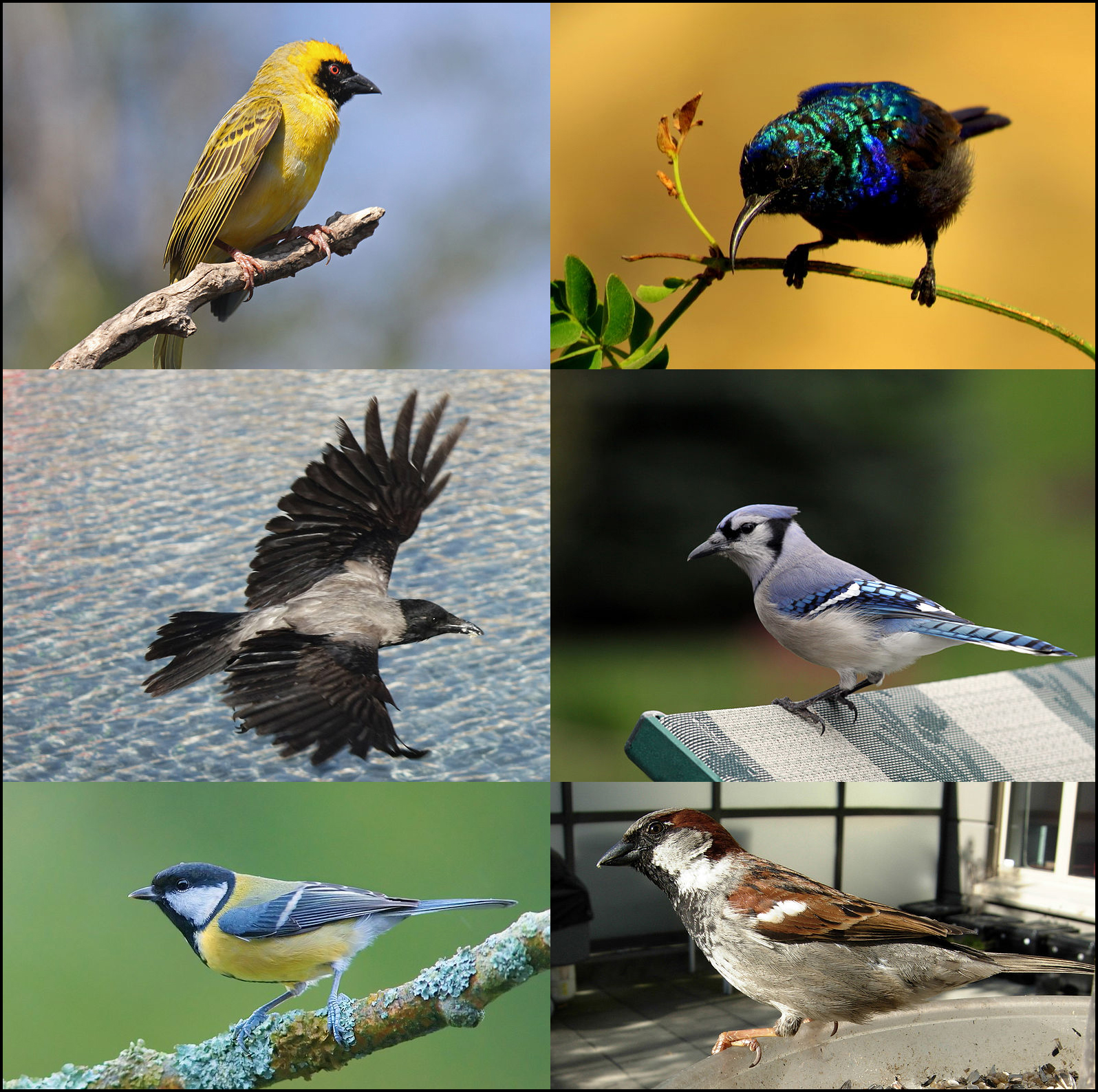<p>passerine</p>