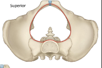 <p>What is the area highlighted in red called?</p>