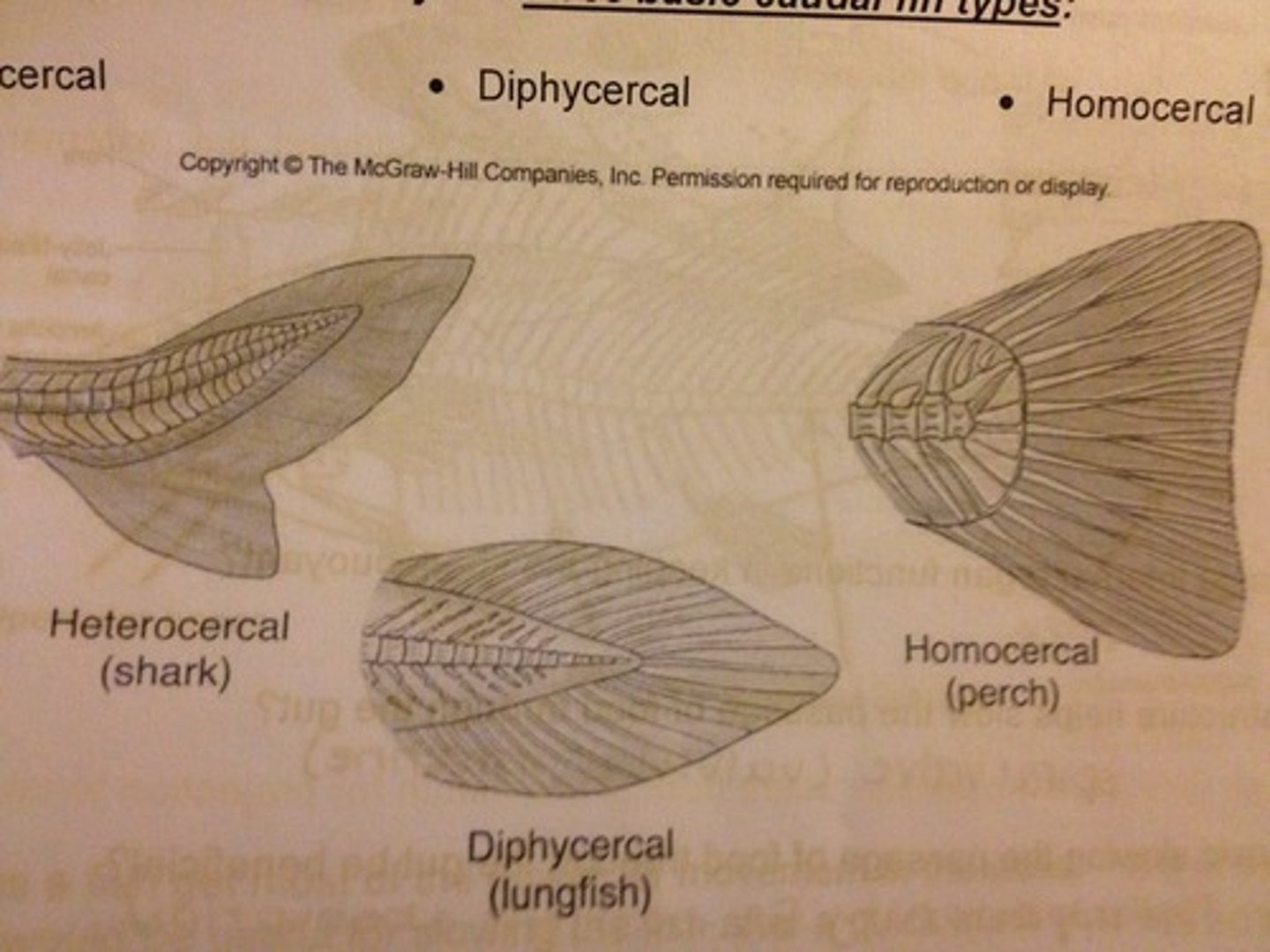 <p>Larger fish = faster swimmer</p><p>Sickle shape tail = faster</p><p>Swimming is energetically economical</p><p>Sailfish - fastest fish</p><p>Can leap out of the water at more than 68 mph.</p>